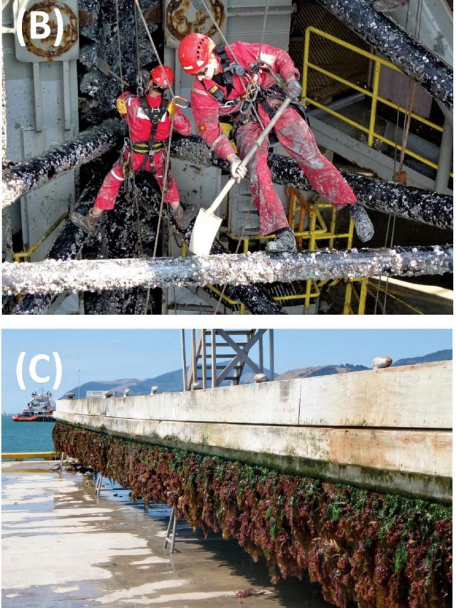 How To Manage Biofouling To Stop The Spread